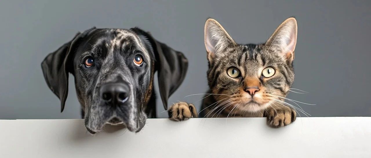 毛孩子出现这种症状，可能是食物过敏！