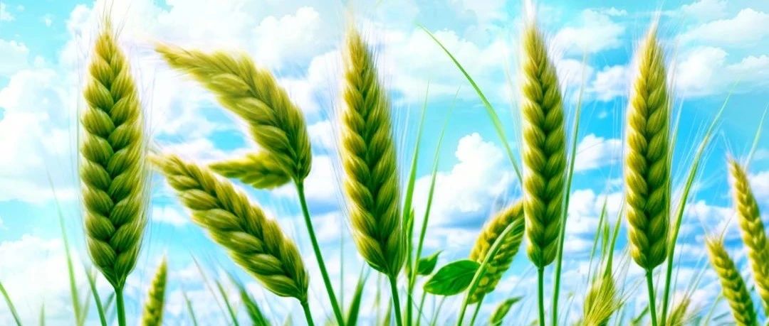 今日小满｜最爱垄头麦，迎风笑落红