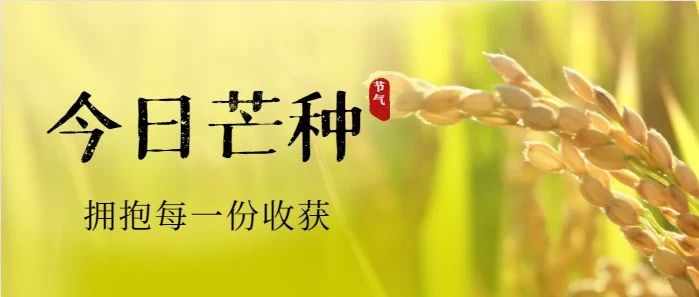 芒种｜“芒”有所获 ，“种”有所得