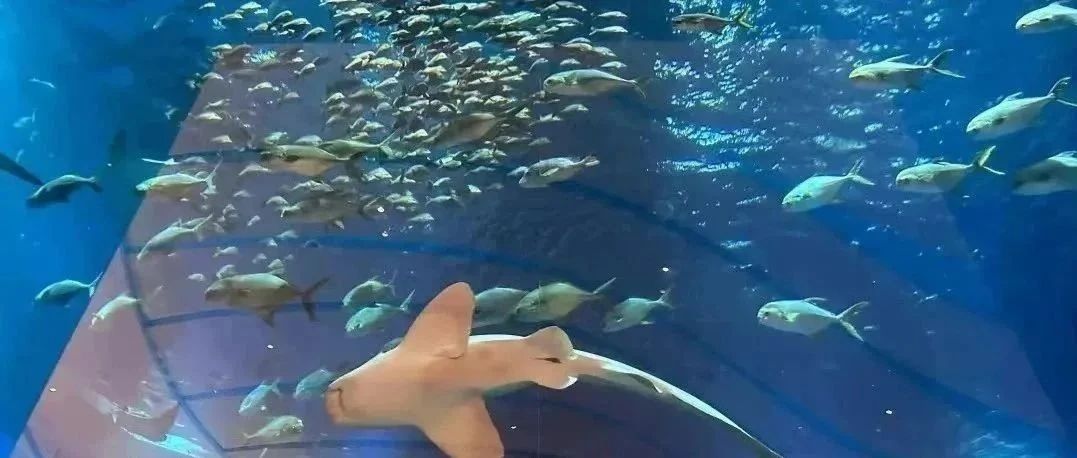 湘潭万达广场【深海水母馆+爬行动物馆】6月8日隆重开业！门票无限送！