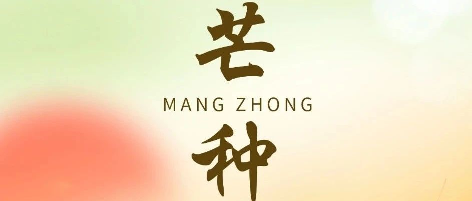 芒种食谱 | 24节气之舌尖上的莲花新品