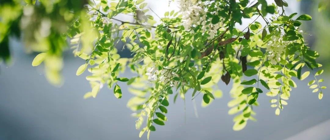 阿那亚槐花季|海边全年最香的15天!以槐花之名,奔赴美好夏日