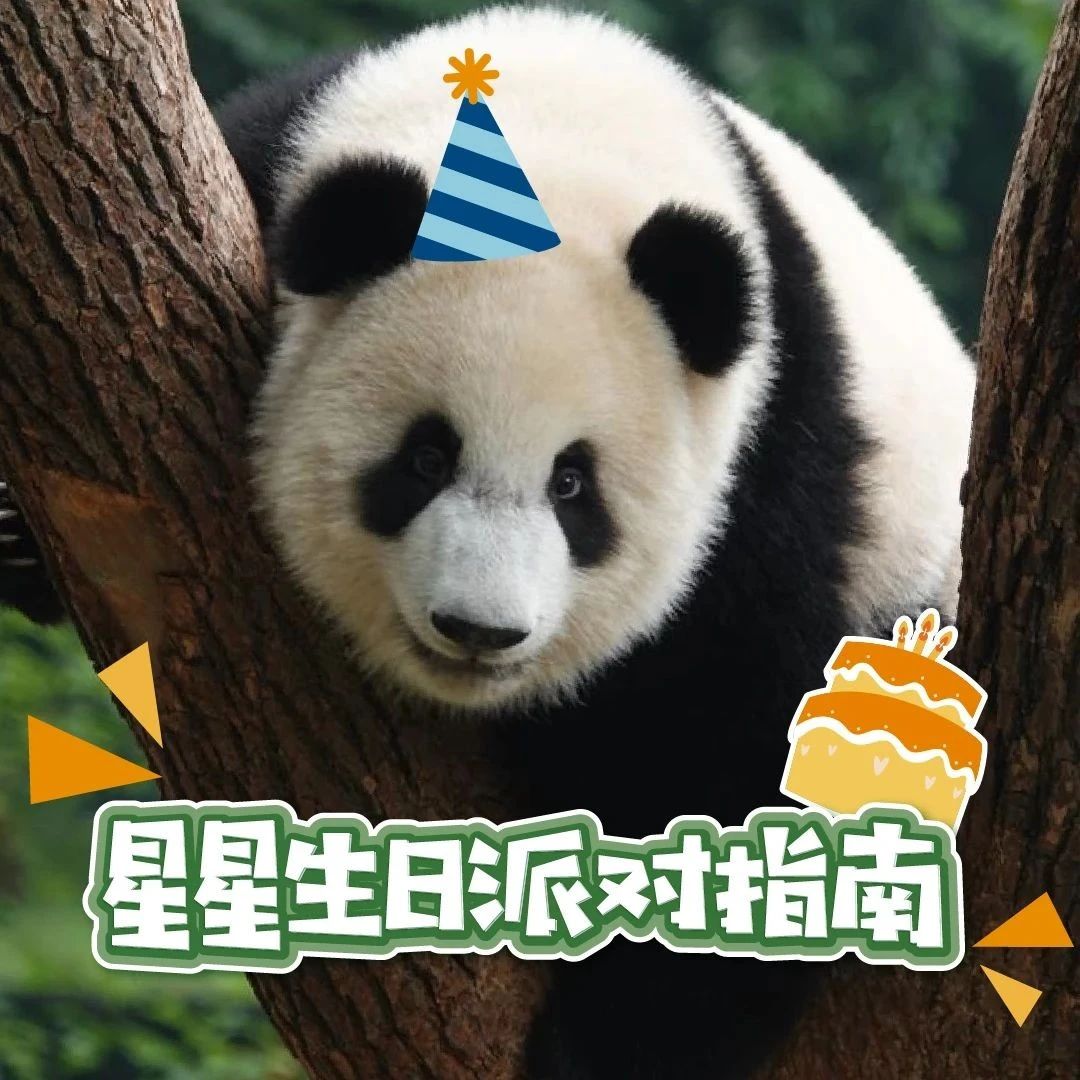嘘我要许愿啦｜大熊猫星星生日派对倒计时 3 天！