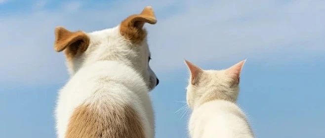 毛孩子夏日逃离计划，做优雅的“凉猫”和“酷狗”~