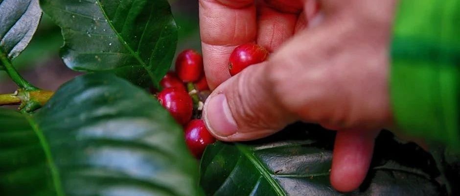 湿热季节，更适宜喝咖啡