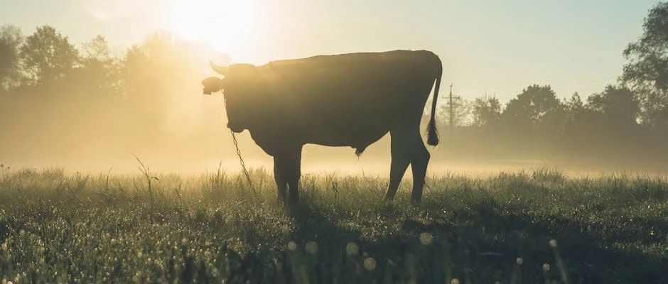 A股强势反弹，原因几何？