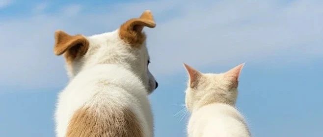 毛孩子夏日逃离计划，做优雅的“凉猫”和“酷狗”~