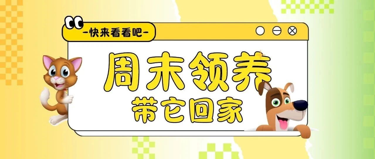 周末领养，带它回家