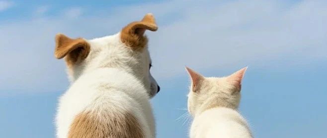 毛孩子夏日逃离计划，做优雅的“凉猫”和“酷狗”~