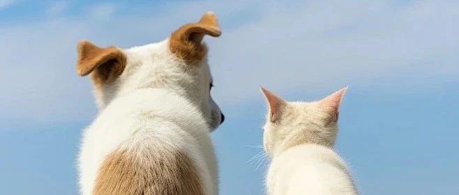 毛孩子夏日逃离计划，做优雅的“凉猫”和“酷狗”~