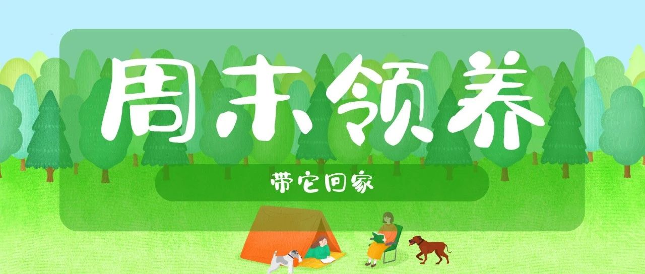 周末领养，带它回家