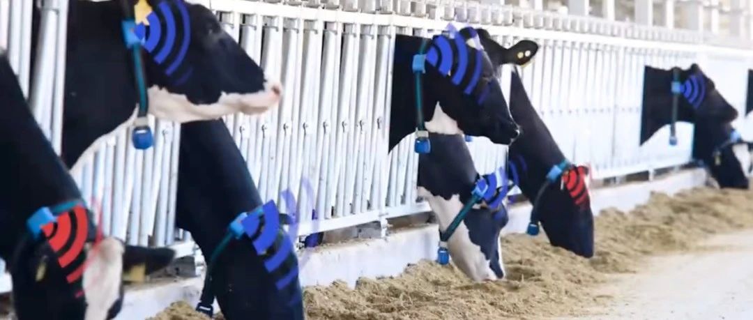 现代牧业加快发展新质生产力——科创引领、数智赋能篇