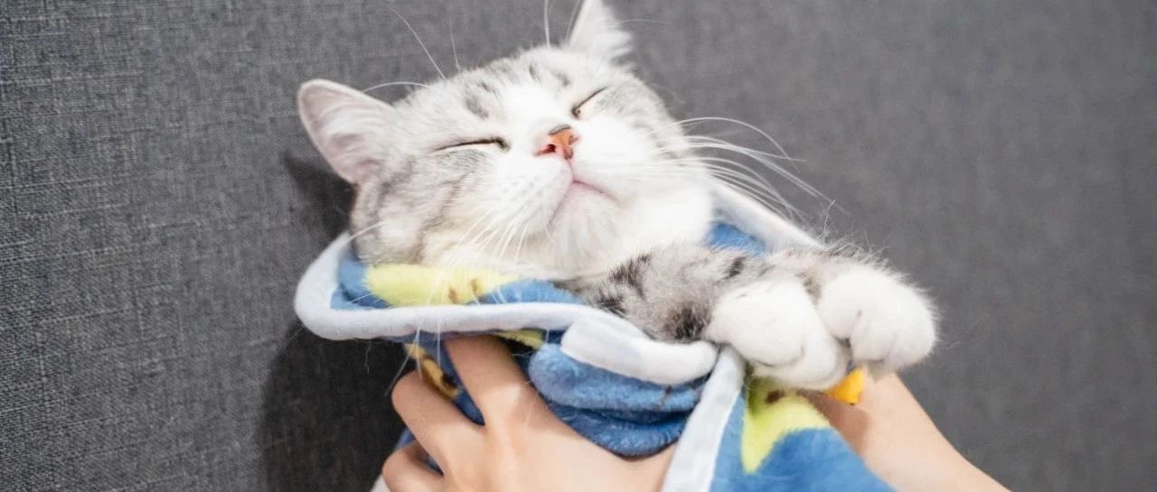 带猫去医院，做好这5件！（防小猫应激篇开课）