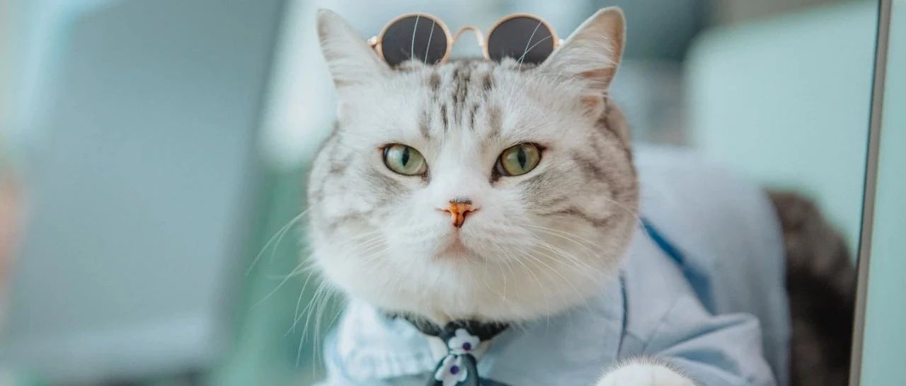 带宠上班，班味退散！| 国际带宠上班日