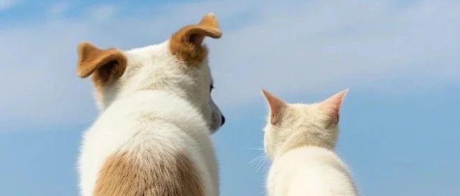 毛孩子夏日逃离计划，做优雅的“凉猫”和“酷狗”~