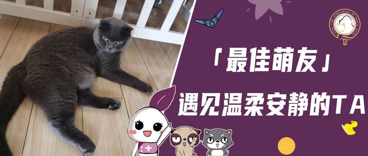 【最佳萌友】遇见温柔安静的TA｜退休后的医科圣手与圆圆小胖喵的日常片段