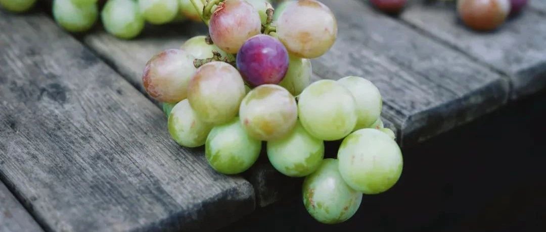 众信文化 | 众信二十载 “萄”不开你