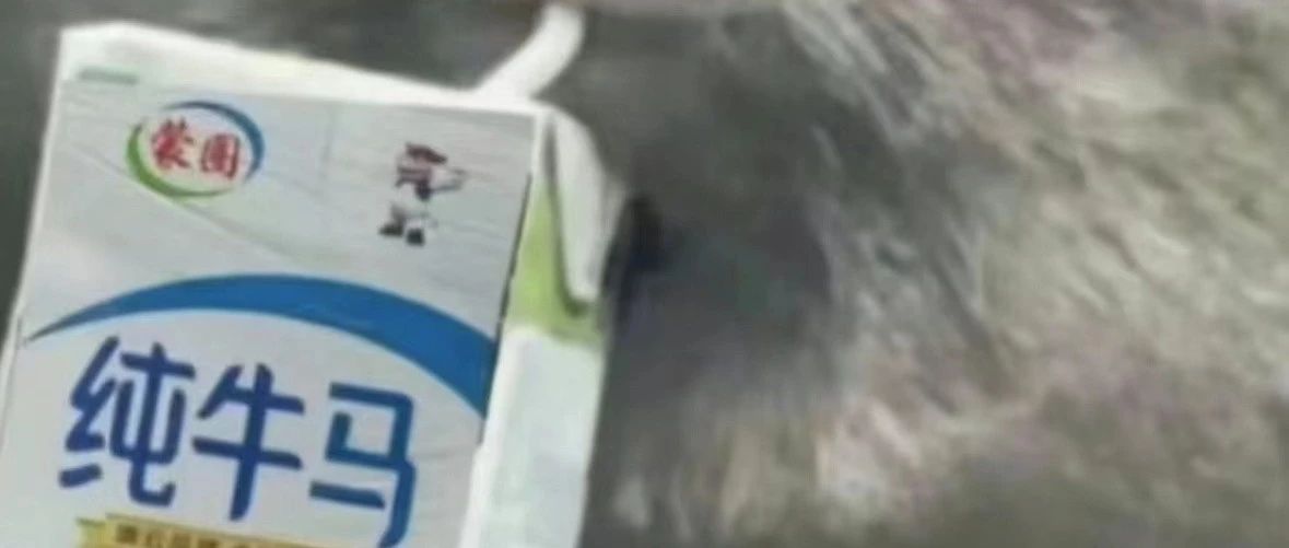00后“新晋牛马”打工图鉴：爱闯祸，但很有活力地道歉