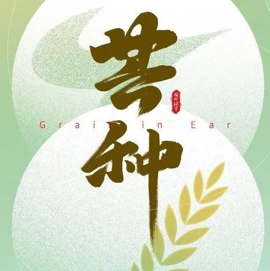 芒种 | 收获与播种的交点