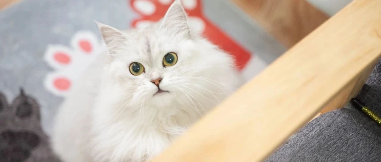 拯救猫咪远离猫藓！《铲屎官抗敌手册》