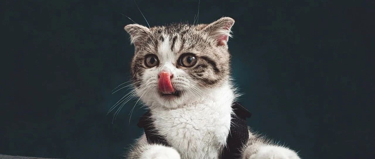 免费粮、体检券...交个萌友，亚宠展见！（文末送门票）