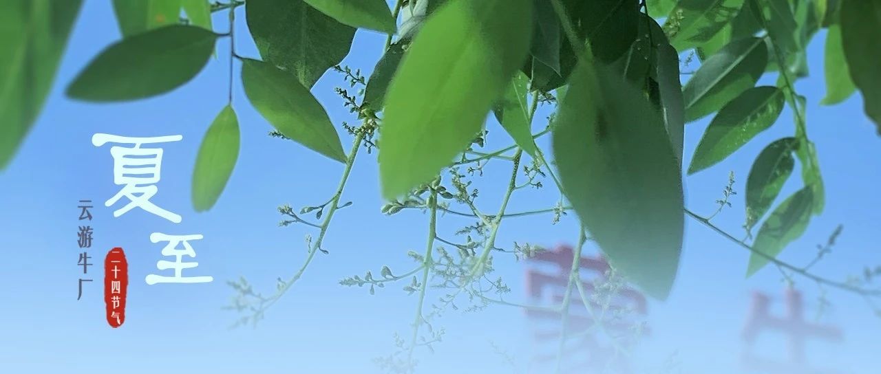 夏至丨盛夏已至，360°全景揭秘蒙牛天津工厂的清凉之谜