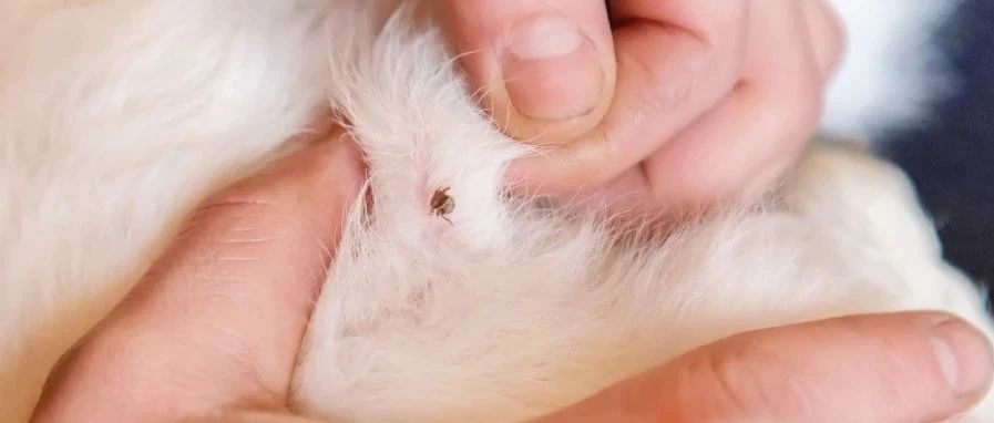 夏季高发，严重可致命！这种人宠共患的小虫子不得不防