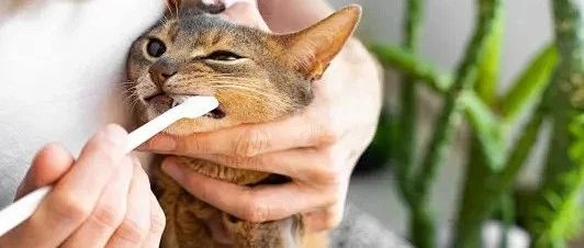 60天习惯养成！一口好牙，毛孩子受益终身！