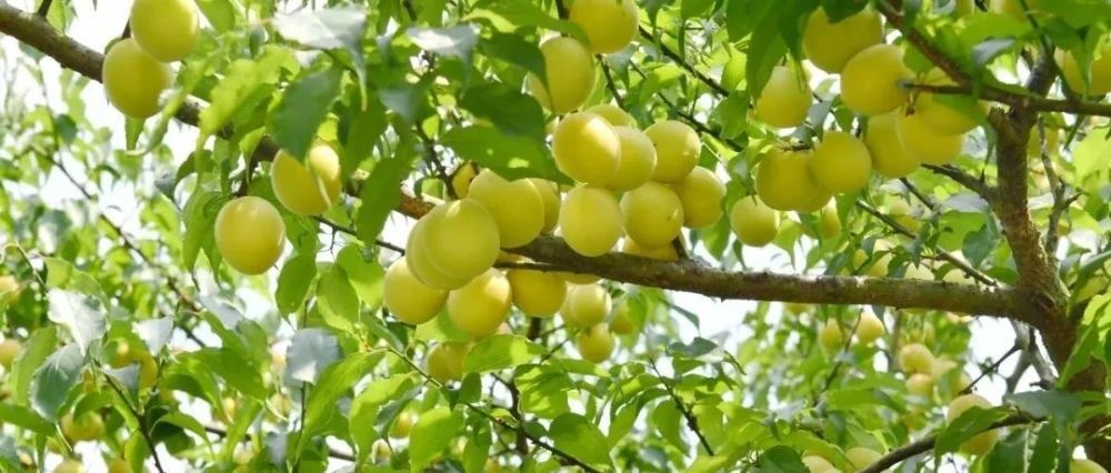 舌尖上的初夏之味，解开金融助农致富密码