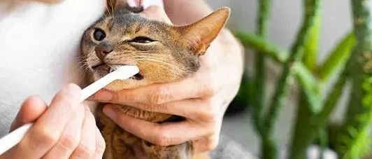 60天习惯养成！一口好牙，毛孩子受益终身！