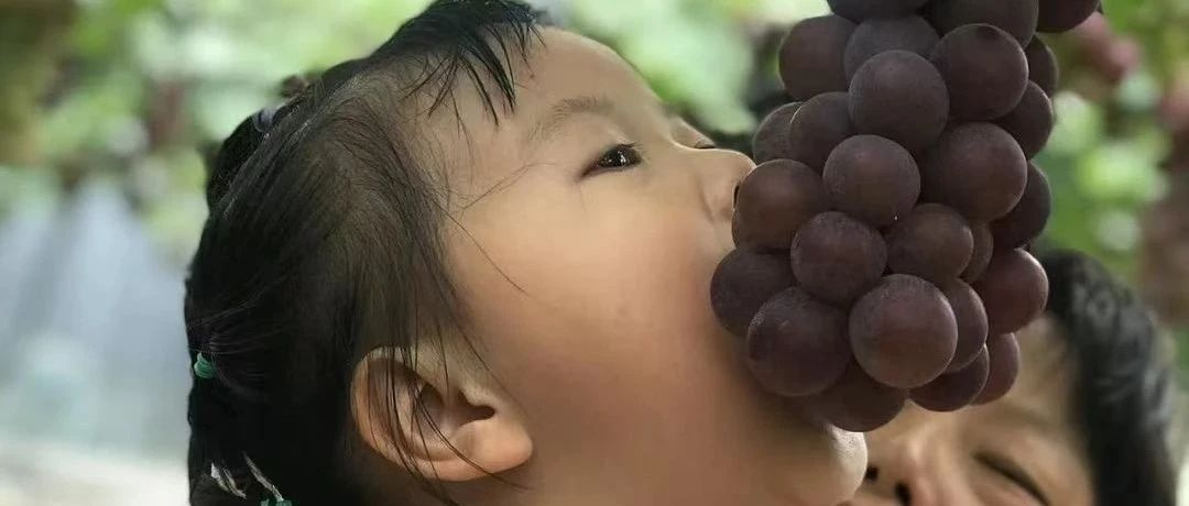 7天卖了2万斤！年年卖疯的葡萄又来了！业主：等了一年就为这一口