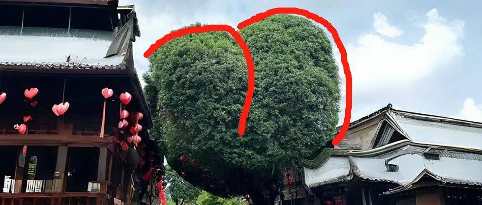 福州爱心树被剪成“蜜桃臀”，网友：没有人可以笑着走出理发店，树也不行！