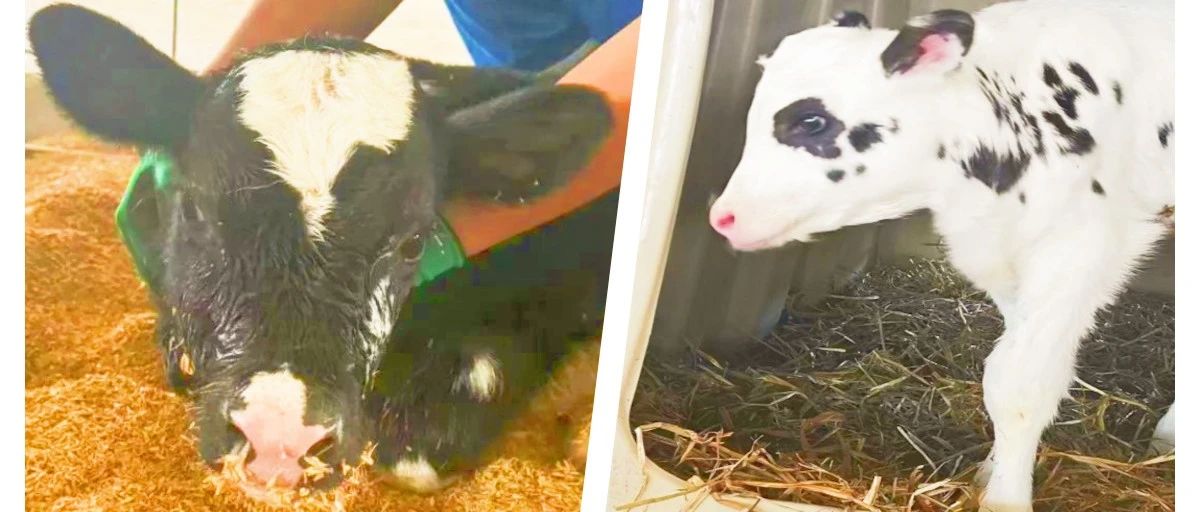 双喜临门，生命绽放 —— 现代牧业与京瓦中心营养研究院首批自繁犊牛健康诞生！