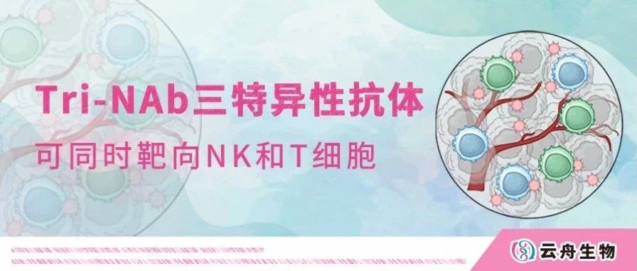 NC | 华南理工大学沈松/王均团队揭示Tri-NAb通过协调NK和T细胞发挥协同抗肿瘤免疫作用的新机制