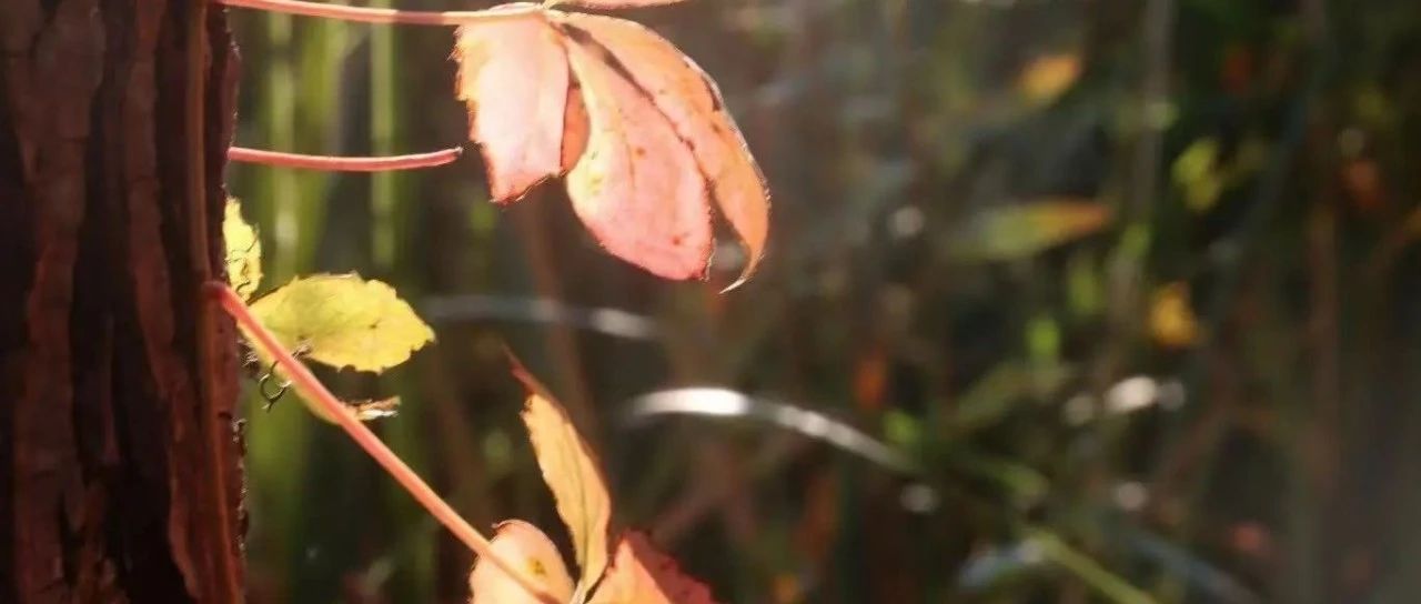 美丽的清晨 与更好的你相遇