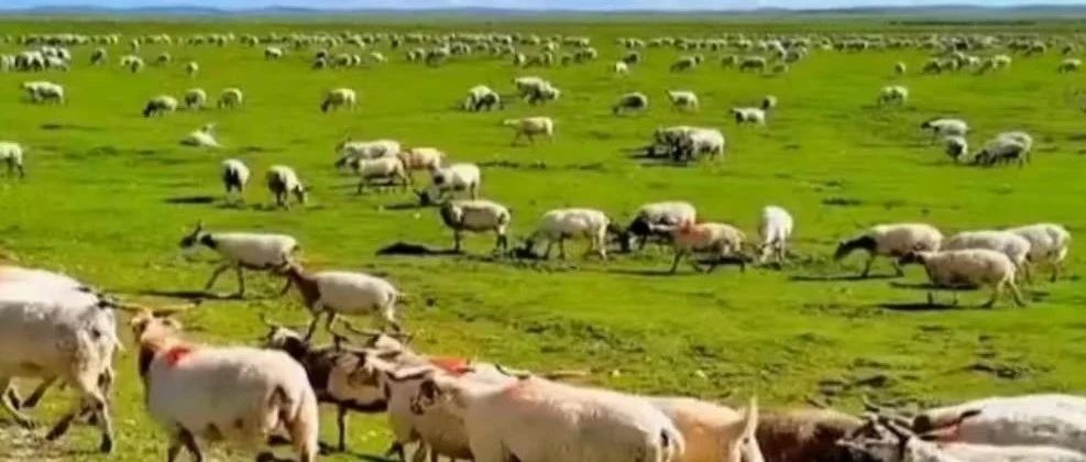 养殖险为畜牧业筑牢风险防护屏障---安华农险专业解析