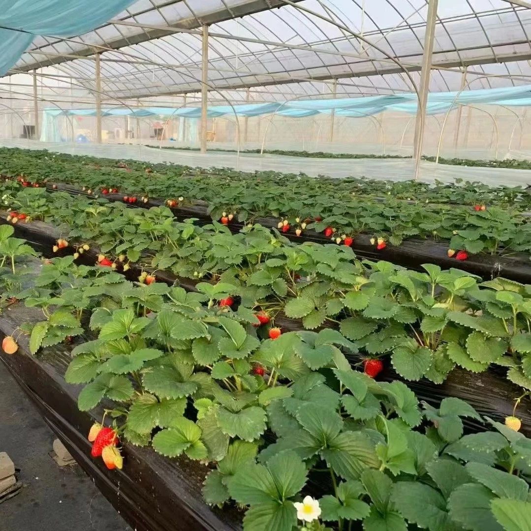 中国银行保险报丨冬日草莓别样红