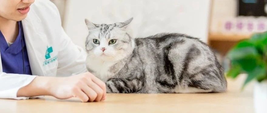 猫咪老了,行为变了,我们能为毛孩子做什么?