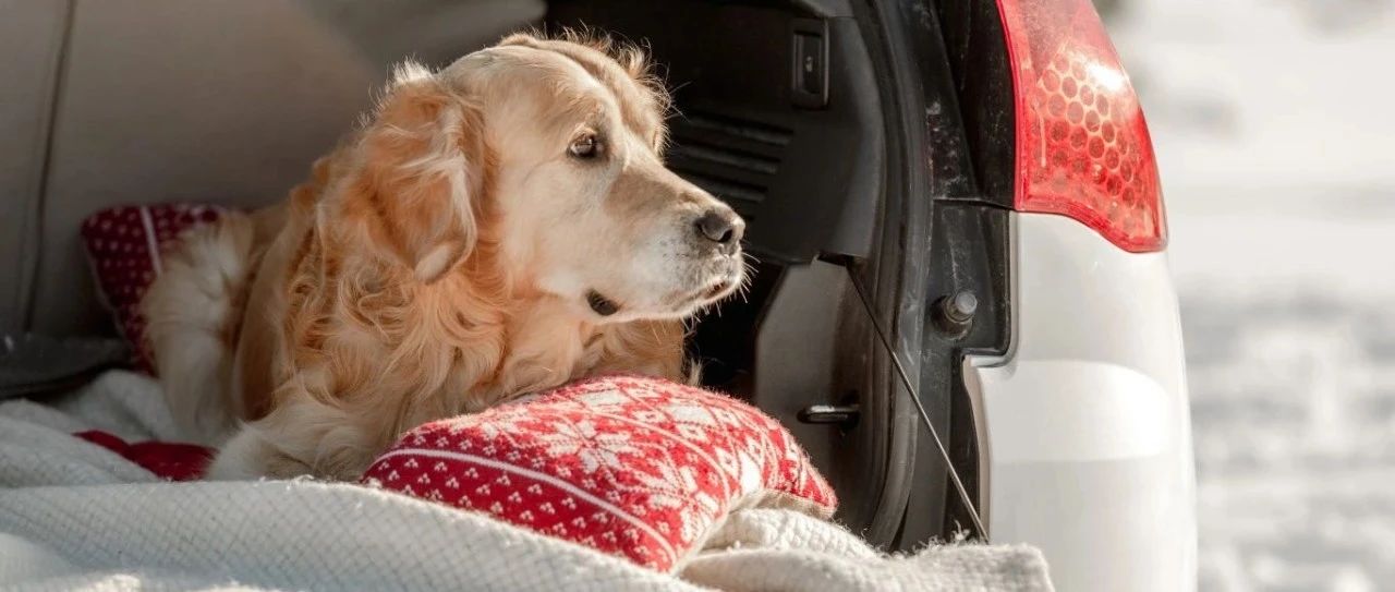 守护爱宠的“脚踏实地”，预防足部氧化的小秘密