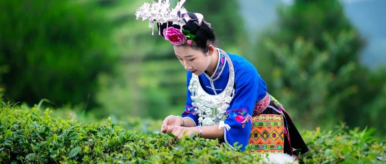 春茶至，茶香漫：一口鲜醇，邂逅整个春天~