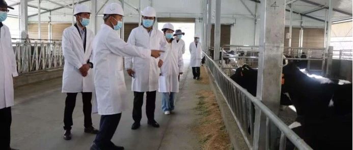 【高效践行一号文件，科技赋能乡村振兴】现代牧业打造高原乳业“智慧样本”