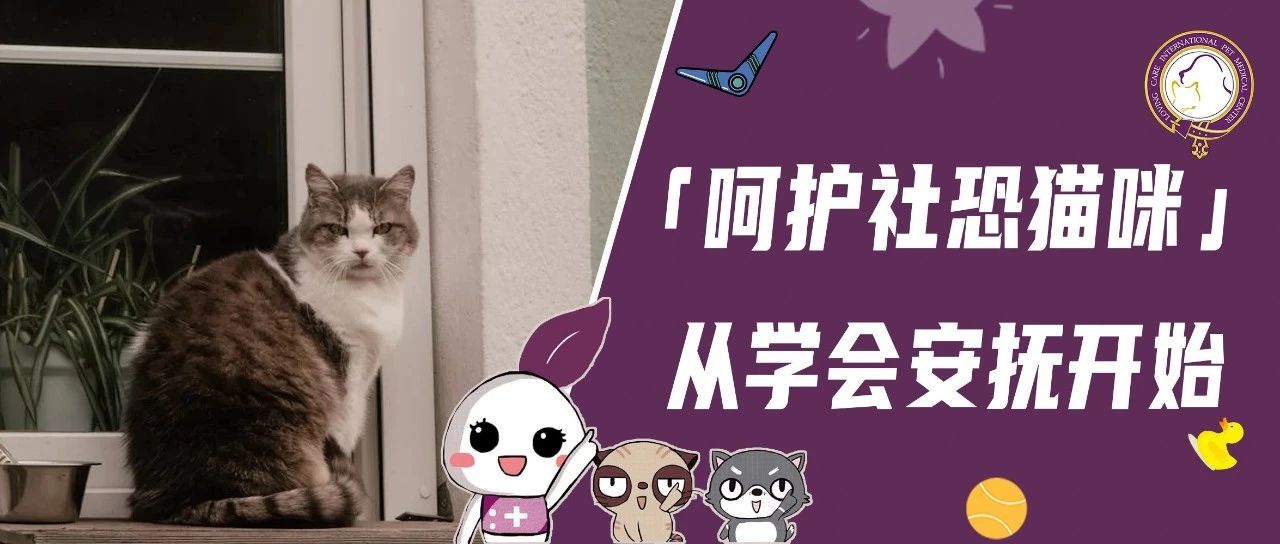 拯救社恐猫咪，从学会如何正确安抚受惊的ta开始！