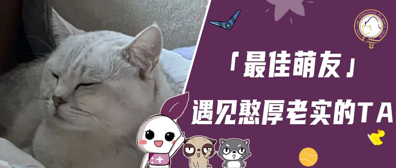 【最佳萌友】遇见憨厚老实的TA｜大厂精英宠妈和可爱银渐层的快乐生活