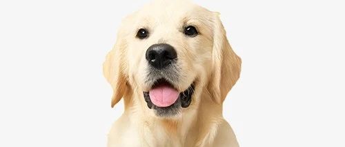Pet science | 宠物也会过敏吗？