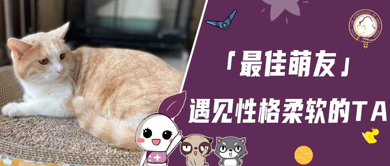 【最佳萌友】遇见性格柔软的TA|视频剪辑师宠妈和社恐粘人小猫咪的快乐生活