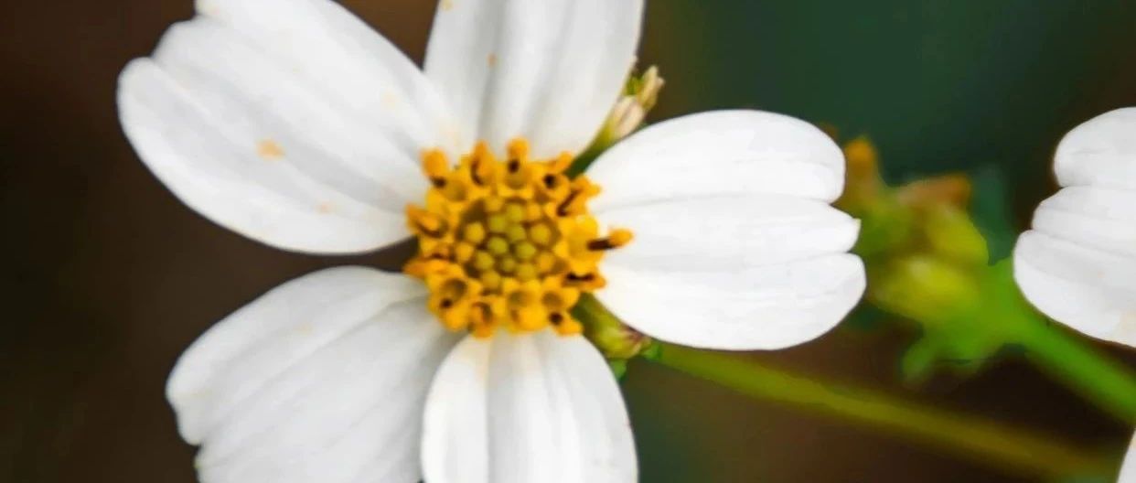 万物生长此时，皆清洁而明净