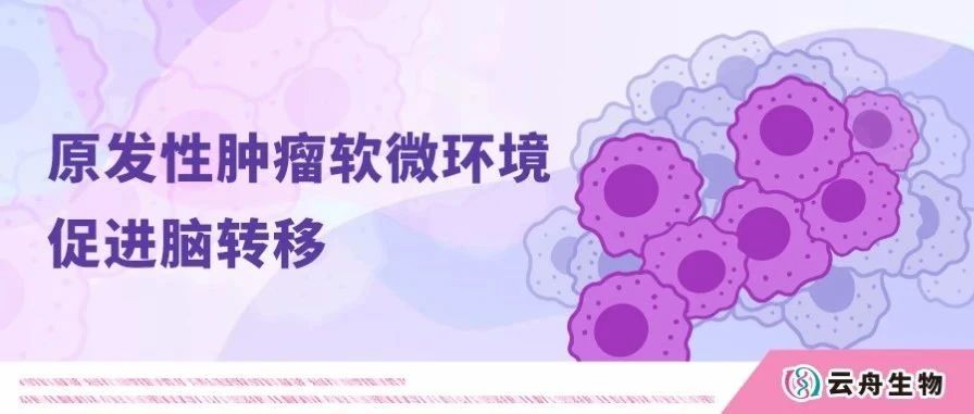 Sci Adv丨香港理工大学新发现，原发性肿瘤软微环境可促进脑转移