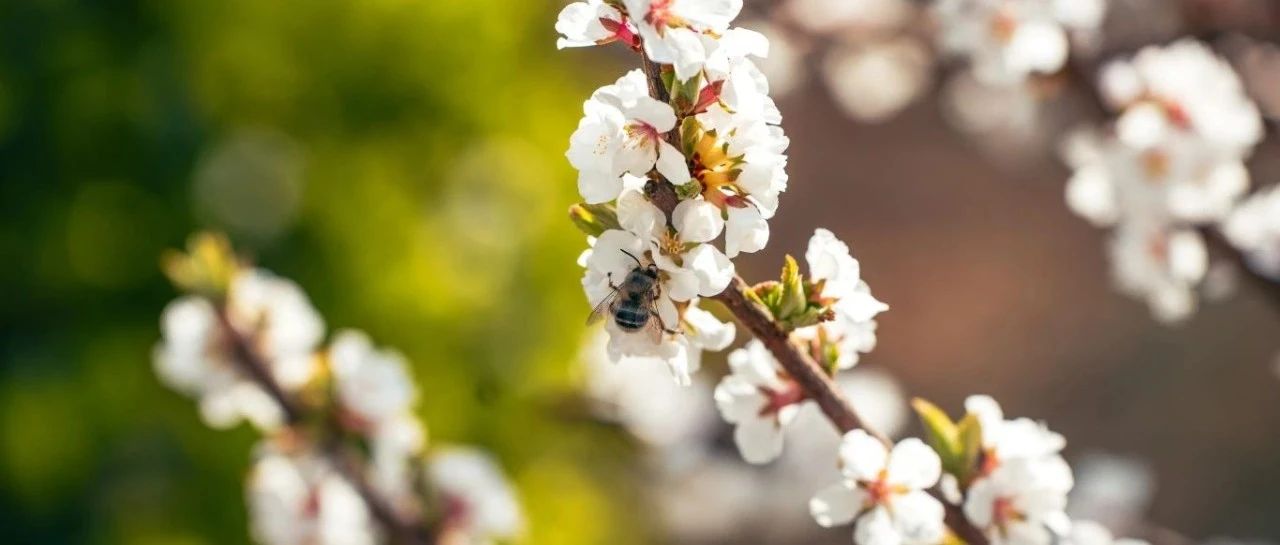 选择春日“人格”