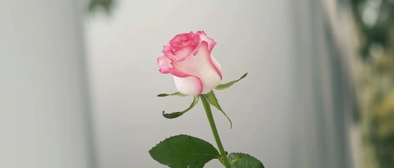 绽放“她”力量：叠拓中国助力女性成长