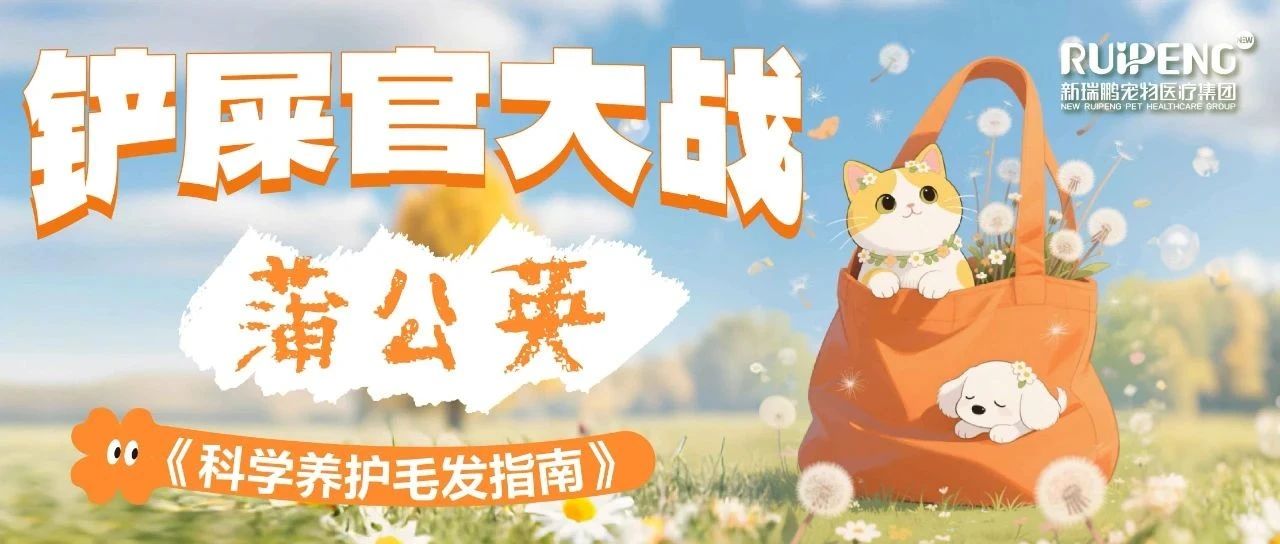 毛孩子疯狂掉毛怎么办？科学养护三部曲，犬猫顺毛又顺心！